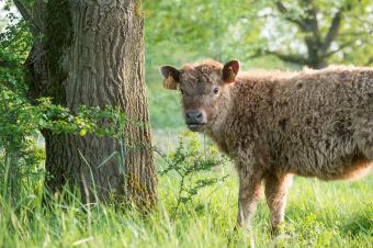 Grote grazers in de natuur