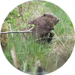 Bever