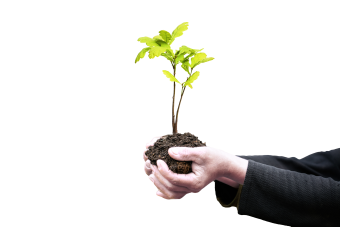 Plant een boom