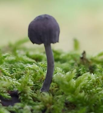 blauwgrijze schorsmycena