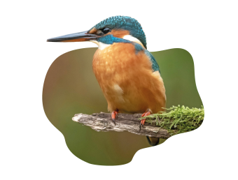 Ijsvogel