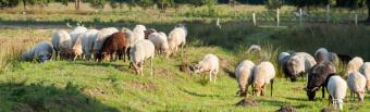 Schapenbegrazing in Averbode Bos en Heide, foto: Jeroen Mentens Schapenbegrazing