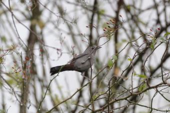 20061216_katvogel_kallo_1_pb.jpg