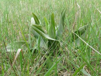 Hyacintorchis rozet