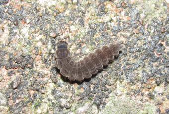 _sneeuwworm_cgert_van_heghe.jpg