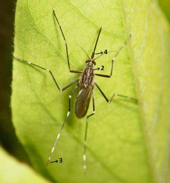 Aedes koreicus  