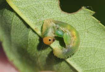geparasiteerde bladwesplarve