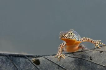 alpenwatersalamander_triturus_alpestris_13_hugo_willocx_0.jpg