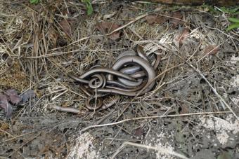 anguis_fragilis_13.jpg
