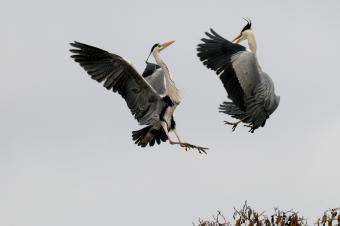 Blauwe reiger Piet Munsterman