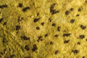 arthonia_dydima.jpg