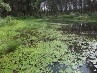 Averbode Bos en Heide na venherstel - Luc Vervoort Averbode Bos en Heide na venherstel - Luc Vervoort