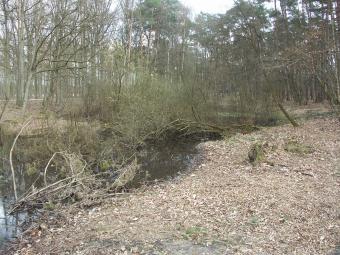 Averbode Bos en Heide voor venherstel - Luc Vervoort