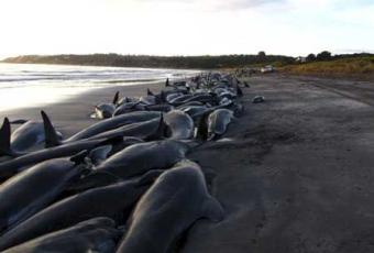beached-whales-dolphins-australia-20091.jpg