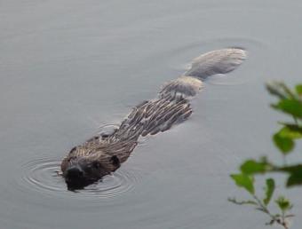 bever_1.jpg