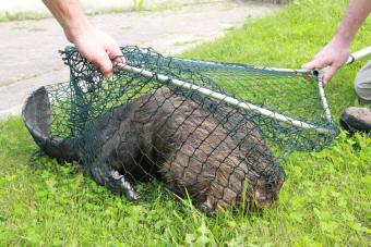 Bever in Tienen