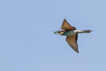 bijeneter_-_harelbeke_060815_1500px_0.jpg