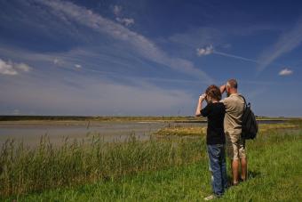birders1_mh.jpg