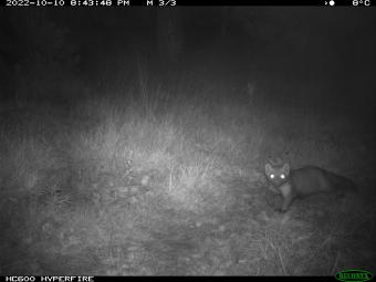 Boommarter op het Ecoduct Kempengrens