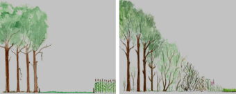bosrand_2.png