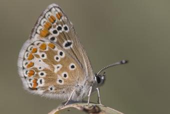 Bruin blauwtje