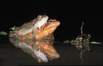 bruine_kikker_amplexus_norbert_huys.jpg