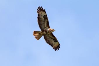 buizerd_koos_dansen.jpg