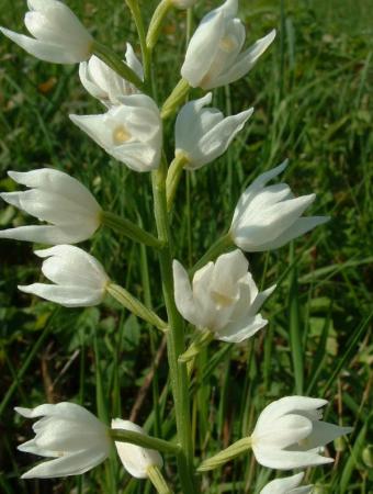 cephalanthera_longifolia2.jpg