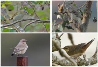 compilatie_zeldzame_vogels.jpg