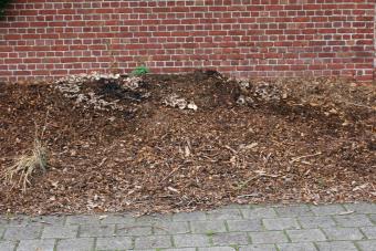 compostchampignonparasol4.jpg