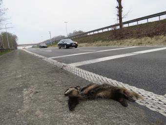 das_verkeersslachtoffer_-_griet_nijs_-_copy_of_img_5523.jpg