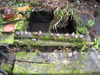 deadfrogs-march2012-2.jpg