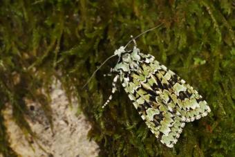 Diana-uil (Lieven Decrick)