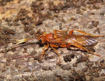 Lymantrichneumon disparis