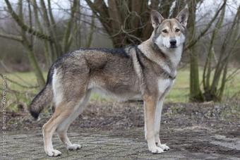 e8fa7bad20d2457ffbdd27450ea2fe93-pet-life-animal-magnetism.jpg