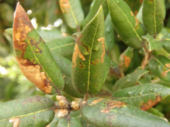 Ectoedemia heringella 