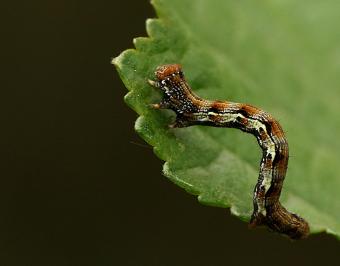 Grote wintervlinder Leo Janssen