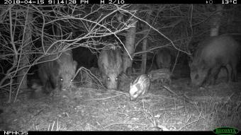 wildcamera everzwijnen
