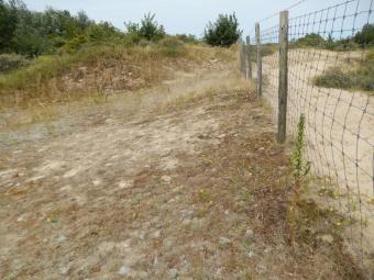 Duinen Femke Batsleer