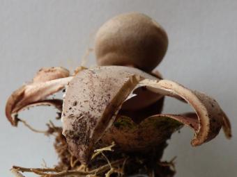 geastrum_welwitschii_niels_ryckeboer.jpg