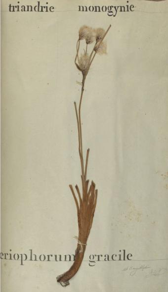 Herbarium