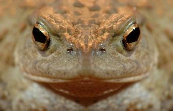 gewone_pad_buffo_buffo_8_kop_variant_hugo_willocx.jpg