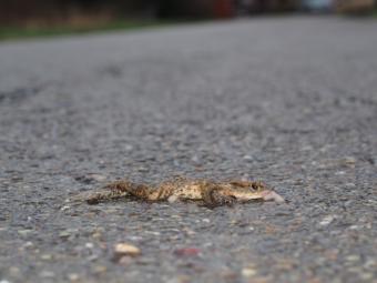 gewone_pad_verkeersslachtoffer_paul_wauters.jpg
