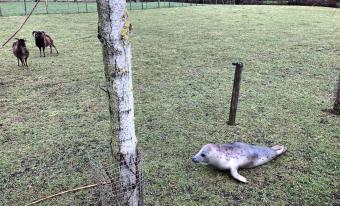 Grijze zeehond