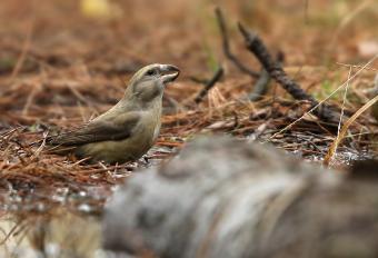 Grote kruisbek (foto: Glenn Vermeersch)
