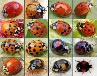 harmonia_axyridis01.jpg