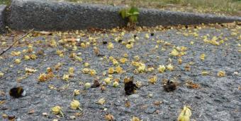 hommel_jensdhaeseleer.jpg