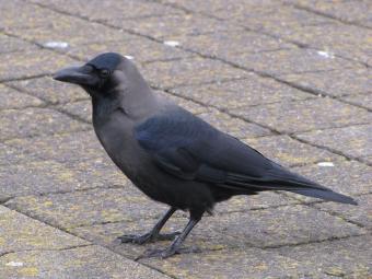 huiskraai_130310_2.jpg