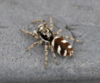huiszebraspin_cluc_regniers.jpg