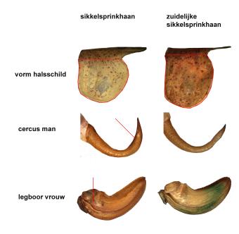 kenmerken zuidelijke sikkelsprinkhaan